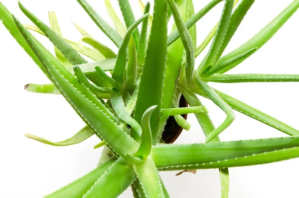 Feuille Aloès Isolé Fond Blanc Médecine Base Plantes Utile Pour — Photo