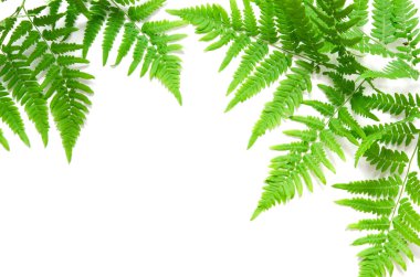 Beyaz arka plan üzerinde yeşil tropikal eğrelti otu yaprakları üst görünümü. Düz yatıyordu. Minimal yaz konsepti. kopya alanı. - Resim