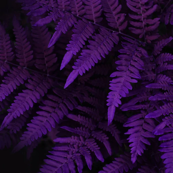Natural fern leaves close up. Ornament leaf violet toned photo. - Image