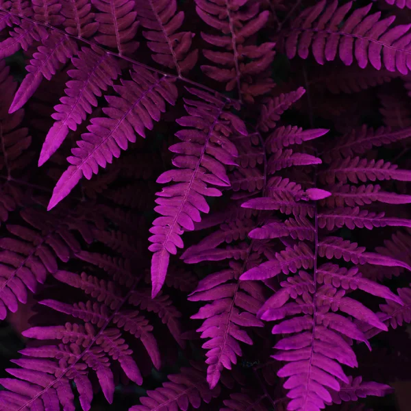 Natural Fern Leaves Close Ornament Leaf Purple Toned Photo Image — Stock Photo, Image