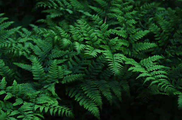 Naturliga Gröna Blad Ormbunke Skogen Image — Stockfoto