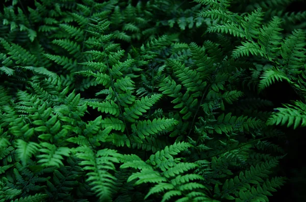 Naturliga Gröna Blad Ormbunke Skogen Image — Stockfoto