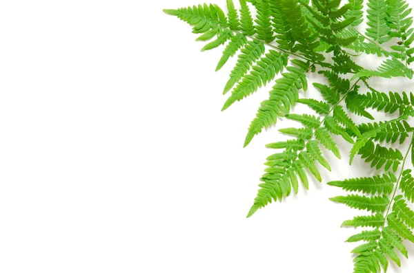 Top View Green Tropical Fern Leaves White Background Flat Lay — Stock Photo, Image