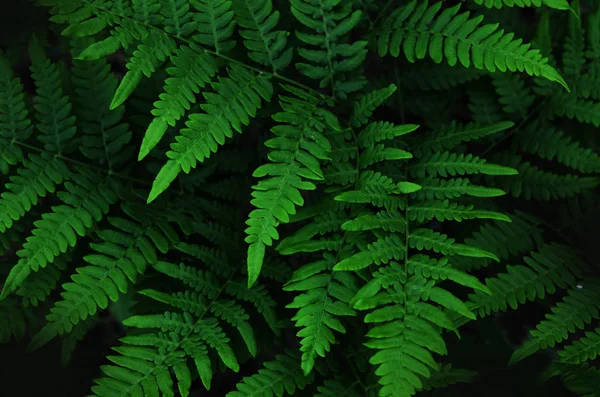 Naturliga Gröna Blad Ormbunke Skogen Image — Stockfoto