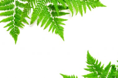 Beyaz arka plan üzerinde yeşil tropikal eğrelti otu yaprakları üst görünümü. Düz yatıyordu. Minimal yaz konsepti. kopya alanı. - Resim