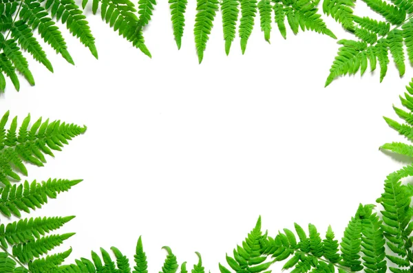 Widok Góry Zielony Tropikalnych Liści Paproci Białym Tle Płaski Lay — Zdjęcie stockowe