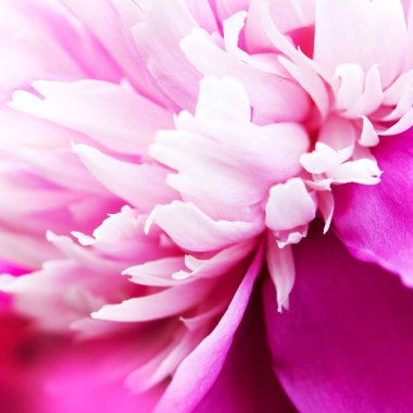 Güzel pembe şakayık çiçek yakın. Doğal arka plan. - Resim