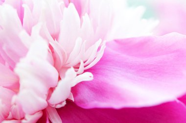 Güzel pembe şakayık çiçek yakın. Doğal arka plan. - Resim