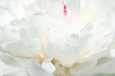 Güzel beyaz şakayık çiçek yakın. Doğal arka plan. - Resim