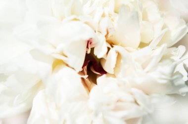 Güzel beyaz şakayık çiçek yakın. Doğal arka plan. - Resim