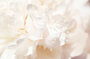 Güzel beyaz şakayık çiçek yakın. Doğal arka plan. - Resim