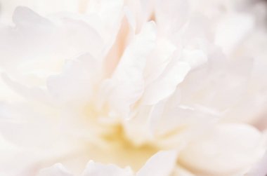 Güzel beyaz şakayık çiçek yakın. Doğal arka plan. - Resim