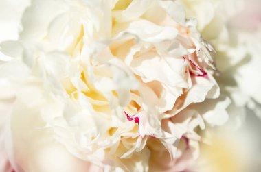 Güzel beyaz şakayık çiçek yakın. Doğal arka plan. - Resim