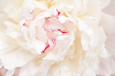 Güzel beyaz şakayık çiçek yakın. Doğal arka plan. - Resim