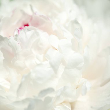 Güzel beyaz şakayık çiçek yakın. Doğal arka plan. - Resim