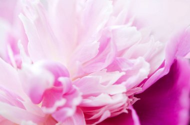 Güzel pembe şakayık çiçek yakın. Doğal arka plan. - Resim