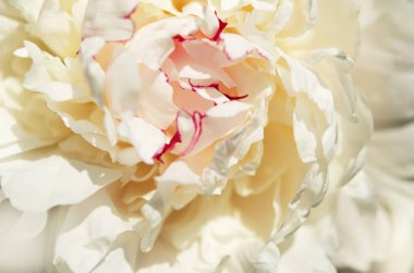 Güzel beyaz şakayık çiçek yakın. Doğal arka plan. - Resim