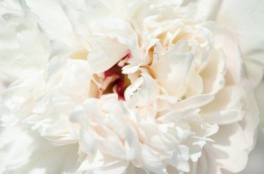 Güzel beyaz şakayık çiçek yakın. Doğal arka plan. - Resim