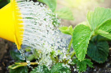 Bitkileri sulama yapabilirsiniz. Sulama tarım ve bahçecilik kavramı. - Resim