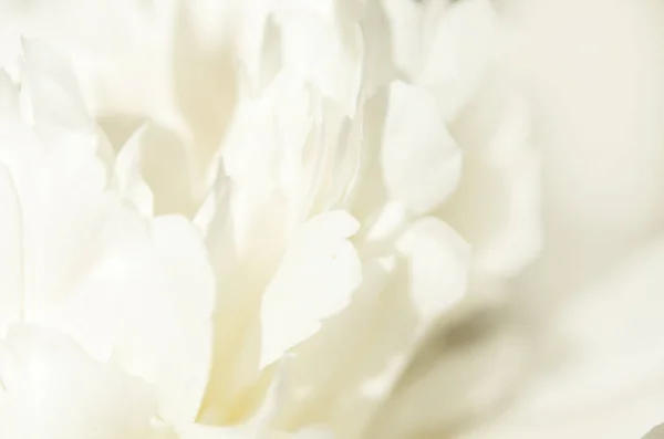 Primer Plano Hermosa Flor Peonía Blanca Fondo Natural Imagen —  Fotos de Stock