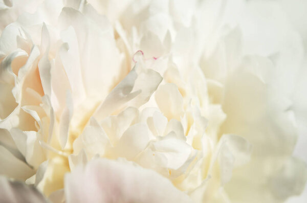 Close up of beautiful white peony flower. Natural background. - Image