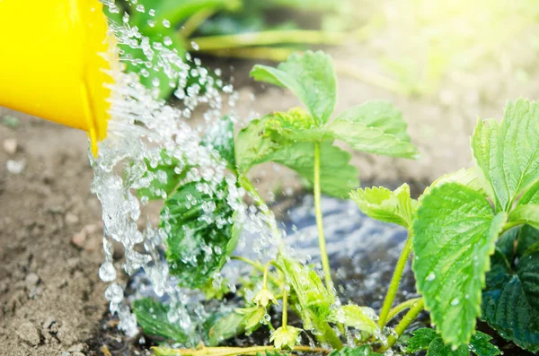 Riego Las Plantas Una Regadera Regar Agricultura Concepto Jardinería Imagen — Foto de Stock