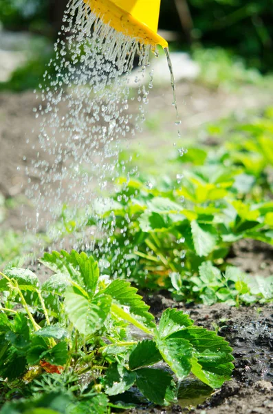 Mengairi Tanaman Dari Kaleng Berair Pengairan Pertanian Dan Konsep Berkebun — Stok Foto