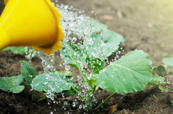 Mengairi Tanaman Dari Kaleng Berair Pengairan Pertanian Dan Konsep Berkebun — Stok Foto