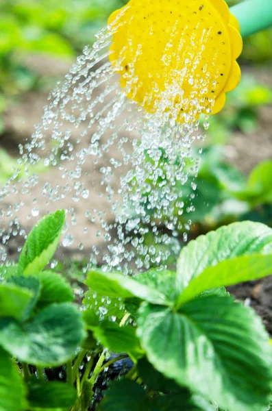 Mengairi Tanaman Dari Kaleng Berair Pengairan Pertanian Dan Konsep Berkebun — Stok Foto