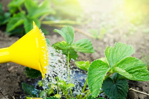Bitkileri Sulama Yapabilirsiniz Sulama Tarım Bahçecilik Kavramı Resim — Stok fotoğraf