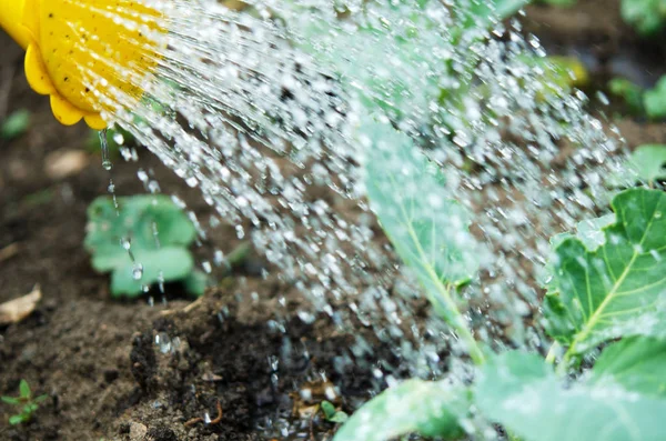 Mengairi Tanaman Dari Kaleng Berair Pengairan Pertanian Dan Konsep Berkebun — Stok Foto