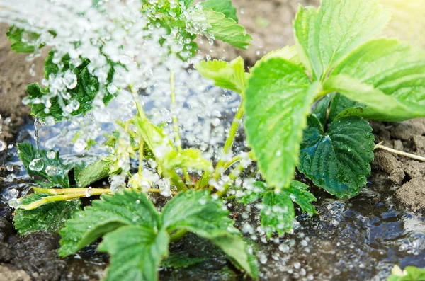 Mengairi Tanaman Dari Kaleng Berair Pengairan Pertanian Dan Konsep Berkebun — Stok Foto