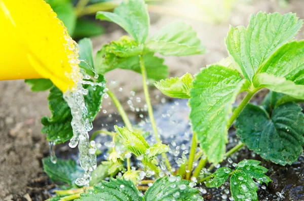 Mengairi Tanaman Dari Kaleng Berair Pengairan Pertanian Dan Konsep Berkebun — Stok Foto