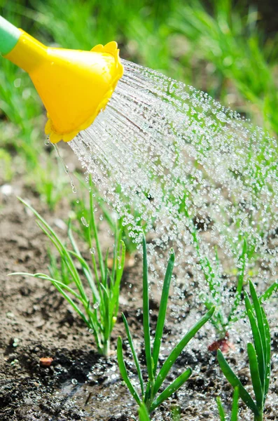 Mengairi Tanaman Dari Kaleng Berair Pengairan Pertanian Dan Konsep Berkebun — Stok Foto