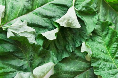 Burdock yaprağı (Arctium lappa). Şifalı bitki burdock bitkisel tıp ve kozmetoloji kullanılır. - Resim