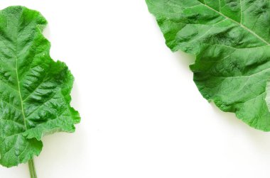 Burdock yaprağı (Arctium lappa) beyaz izole. Şifalı bitki burdock bitkisel tıp ve kozmetoloji kullanılır. - Resim