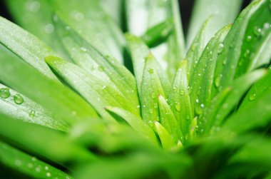 Yeşil yapraklar zambak üzerinde su damlaları. Makro fotoğrafçılık. - Resim