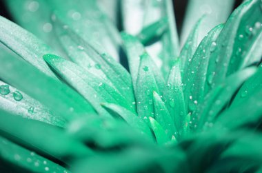 Yeşil yapraklar zambak üzerinde su damlaları. Makro fotoğrafçılık. - Resim