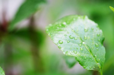 Yeşil yapraklarda su damlaları. Makro fotoğrafçılık. - Resim