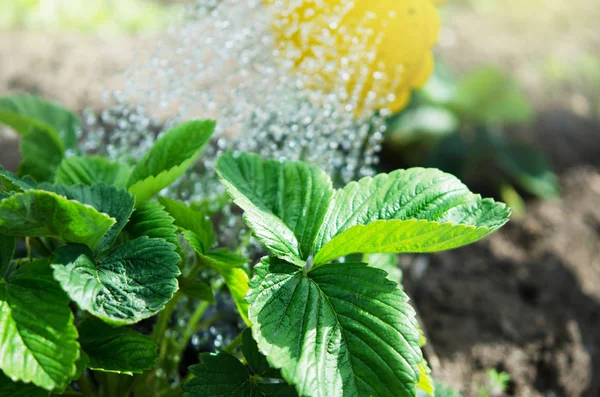 Bitkileri Sulama Yapabilirsiniz Sulama Tarım Bahçecilik Kavramı Resim — Stok fotoğraf