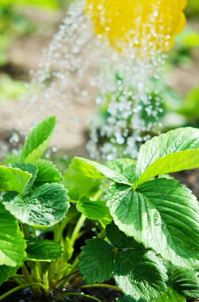 水やり缶から植物に水をやります 農業とガーデニングのコンセプトを水やり — ストック写真