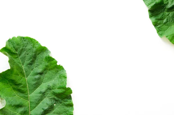 Liść Łopianu Arctium Lappa Białym Tle Łopian Roślin Leczniczych Jest — Zdjęcie stockowe