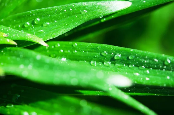 Gotas Água Sobre Lírio Folhas Verdes Fotografia Macro Imagem — Fotografia de Stock