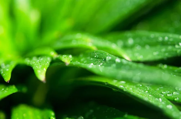 Gotas Água Sobre Lírio Folhas Verdes Fotografia Macro Imagem — Fotografia de Stock