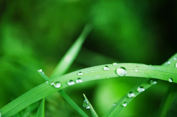 Eau Tombe Sur Herbe Verte Photographie Macro Image — Photo