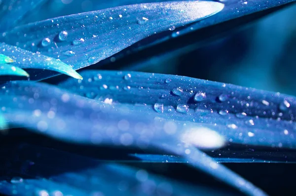 Eau Tombe Sur Les Feuilles Lis Photo Ton Bleu Image — Photo