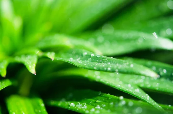 Eau Tombe Sur Les Feuilles Vertes Lis Photographie Macro Image — Photo