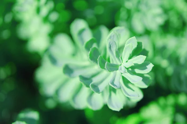 Rhodiola Rosea Rośliny Zewnątrz Zielone Tło Ten Kwiat Silny Efekt — Zdjęcie stockowe