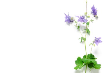 Aquilegia vulgaris çiçek beyaz arka plan izole. Mockup. Yukarıdan görüntüleyin. - Resim