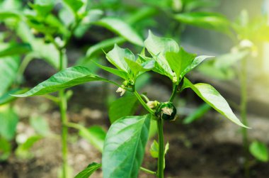 Serada biber yetiştiriciliği. - Resim